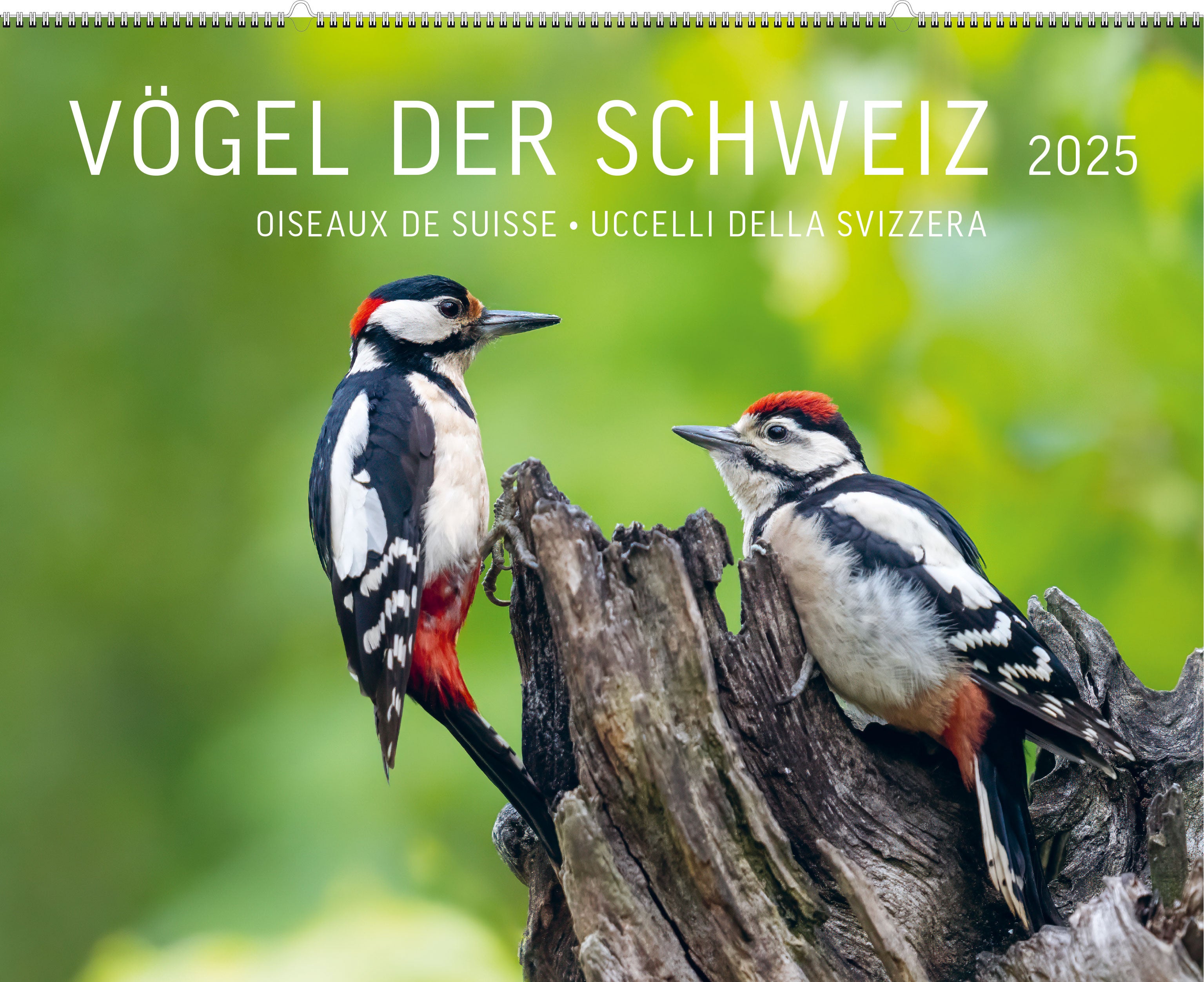 Vögel der Schweiz Kalender 2025