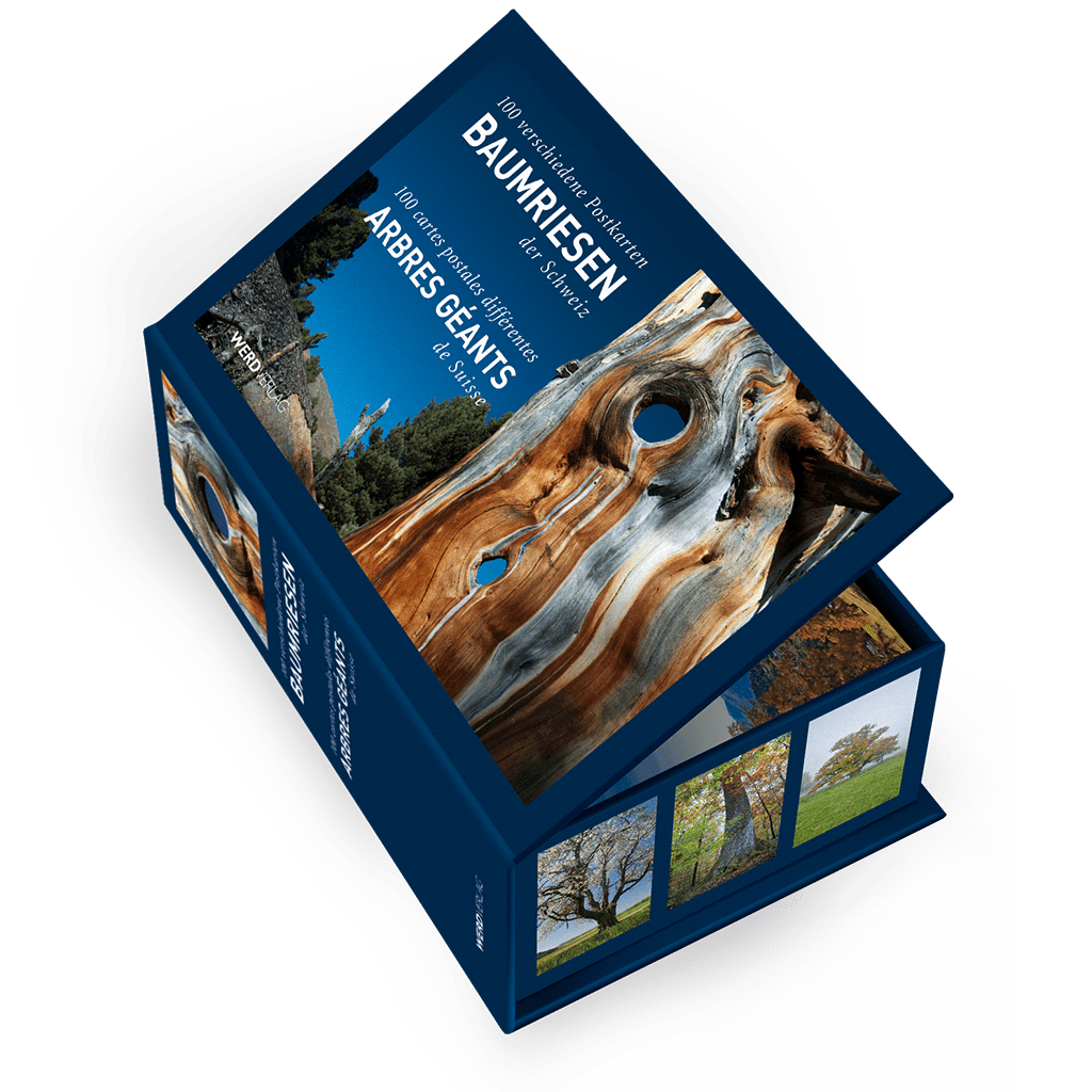 Michel Brunner | Postkartenbox Baumriesen der Schweiz - • WEBER VERLAG