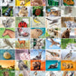 50 Tier-Briefmarken als Postkarten - WEBER VERLAG
