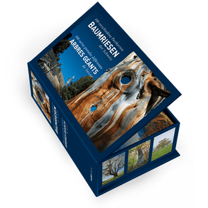 Michel Brunner | Postkartenbox Baumriesen der Schweiz - • WEBER VERLAG