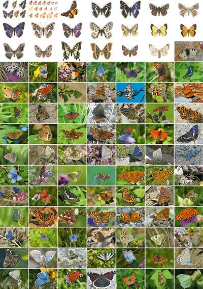 Postkartenbox 100 Schmetterlinge der Schweiz - WEBER VERLAG